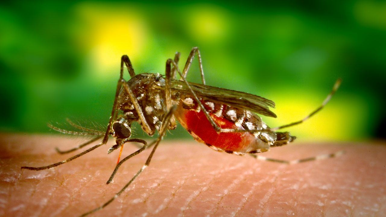 डेंगू बुखार कारण, उपचार एवं बचाव